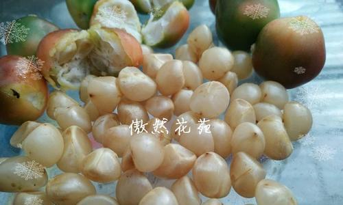 君子兰种子清洗和种植的正确步骤是什么？
