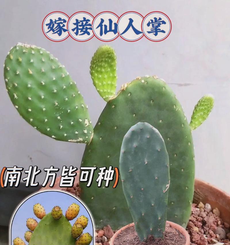 骆驼无刺仙人掌的种植技巧是什么？