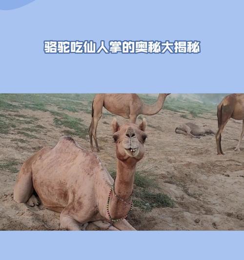 骆驼无刺仙人掌的种植技巧是什么？