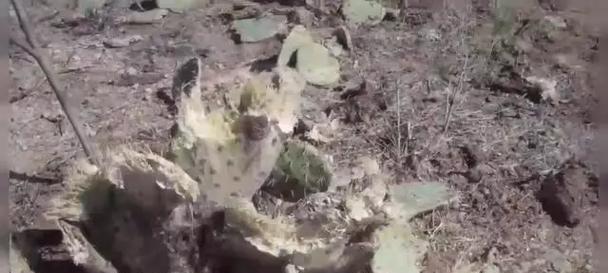 骆驼无刺仙人掌的种植技巧是什么？
