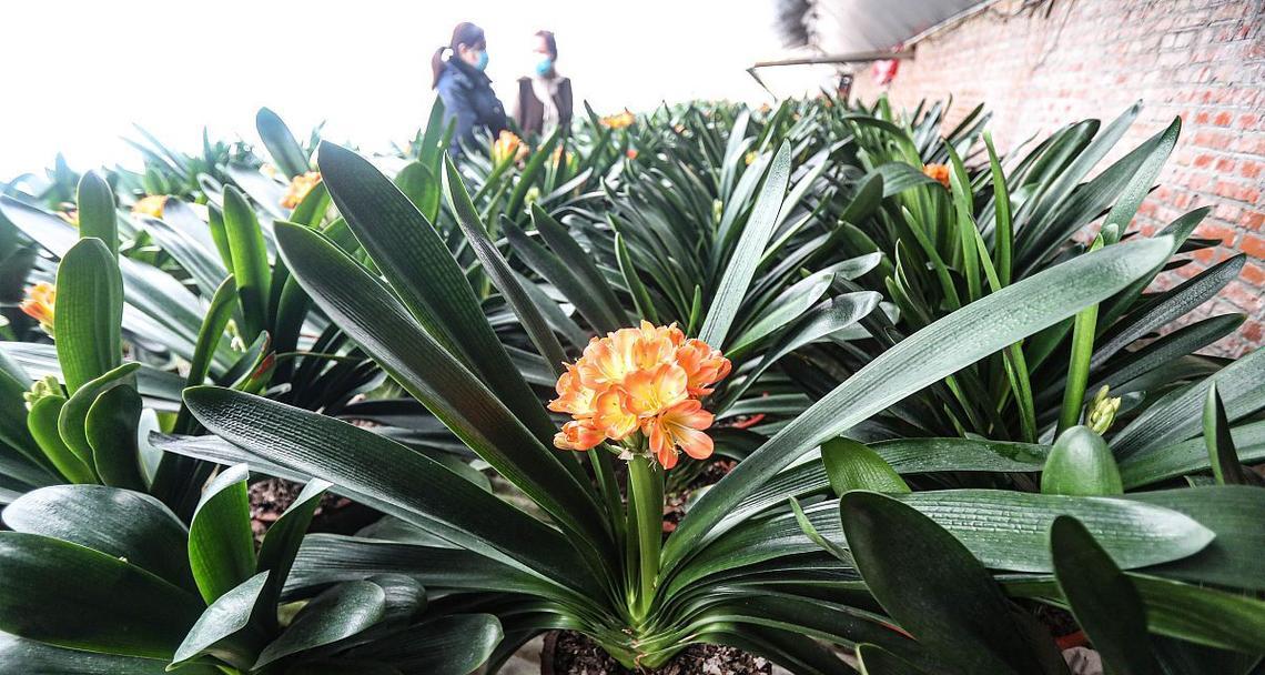 哪些是植株高大的君子兰品种？它们的养护要点是什么？