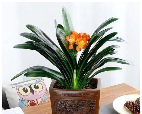 哪些是植株高大的君子兰品种？它们的养护要点是什么？