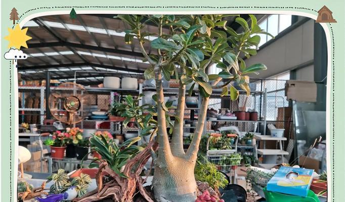 哪些是植株高大的君子兰品种？它们的养护要点是什么？