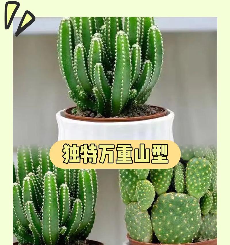 仙人掌发芽率低是什么原因？如何提高仙人掌的发芽率？