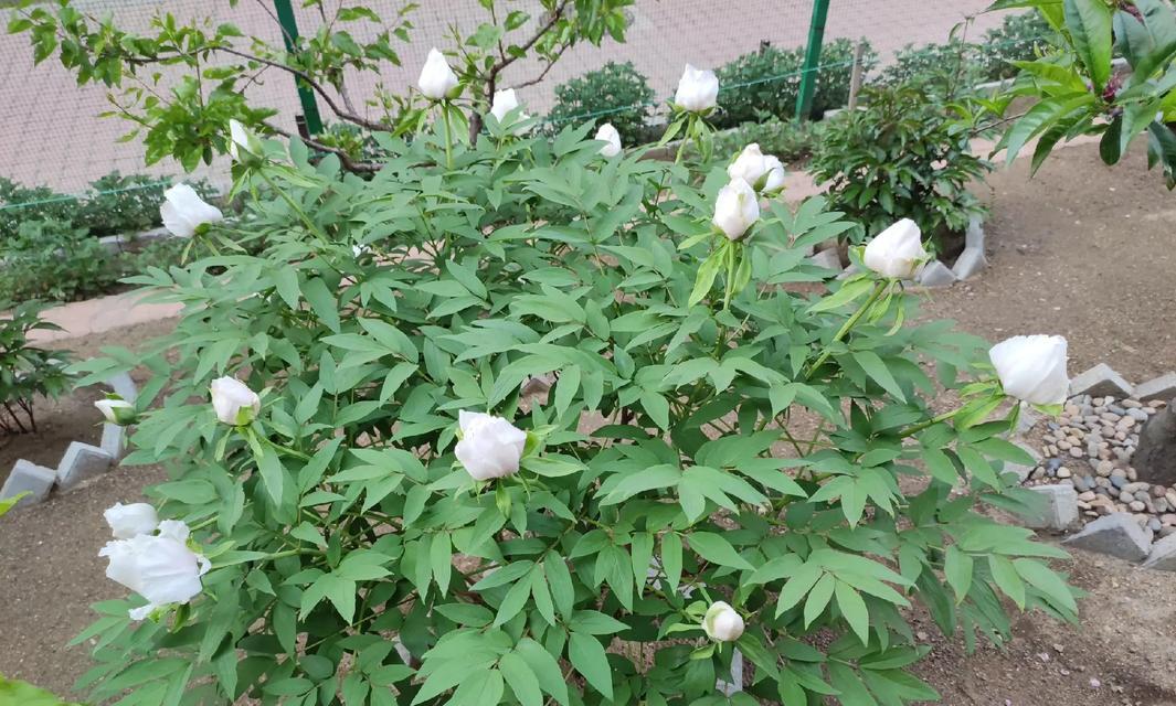 牡丹花单株修剪可行吗？正确的牡丹花修剪方法是什么？