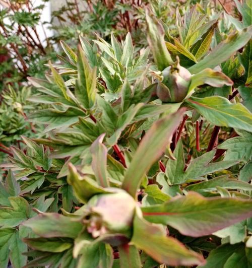 牡丹花是否从根部发芽？原因是什么？