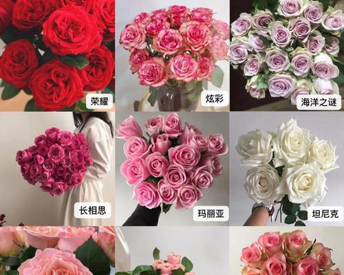 如何辨别不同品种的玫瑰花？识别玫瑰花品种有哪些技巧？