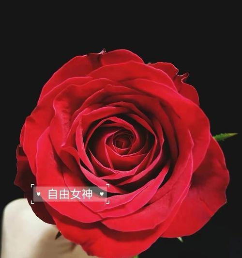 如何辨别不同品种的玫瑰花？识别玫瑰花品种有哪些技巧？