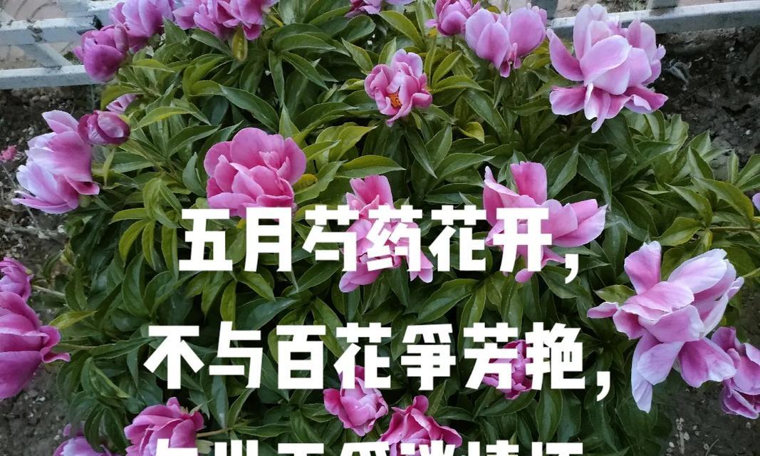 牡丹花施用鸡粪肥料的正确方法是什么？
