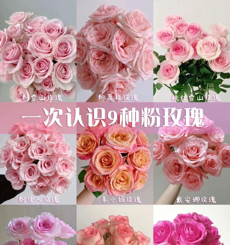 玫瑰花的品种总数是多少？如何识别不同的玫瑰花品种？