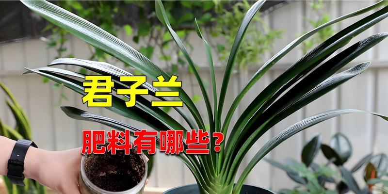 君子兰开花需要哪种专用肥料？
