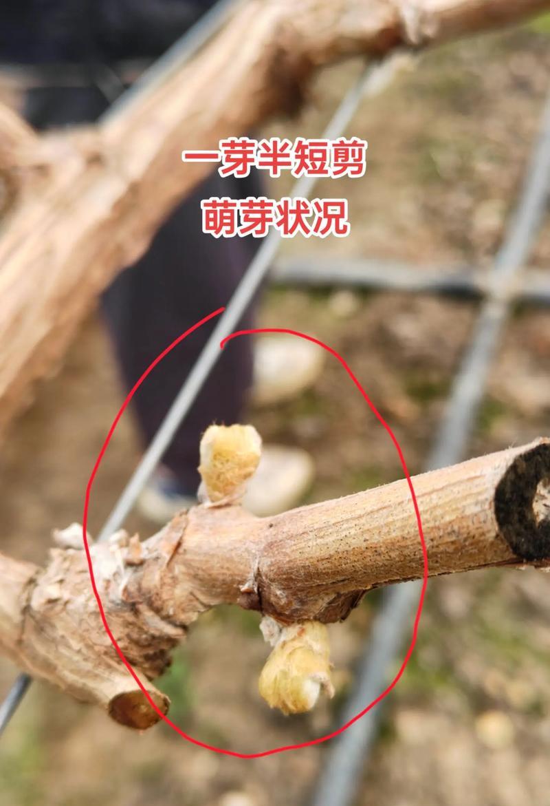 新手修剪玫瑰花的正确方法是什么？如何避免剪错？