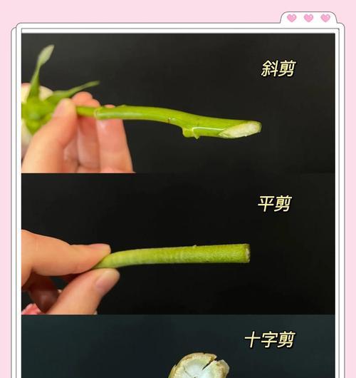 新手修剪玫瑰花的正确方法是什么？如何避免剪错？