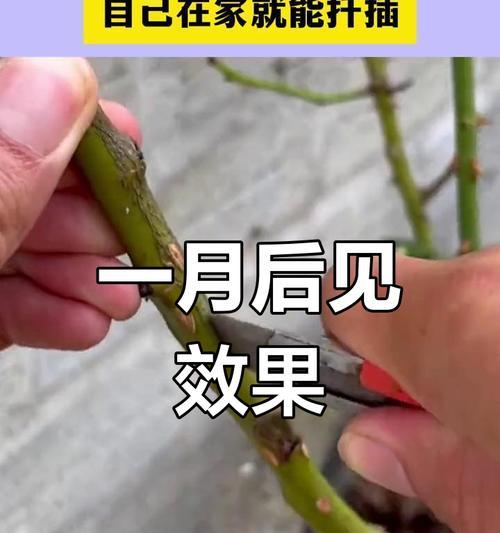 玫瑰花没有籽的情况下如何进行繁殖？