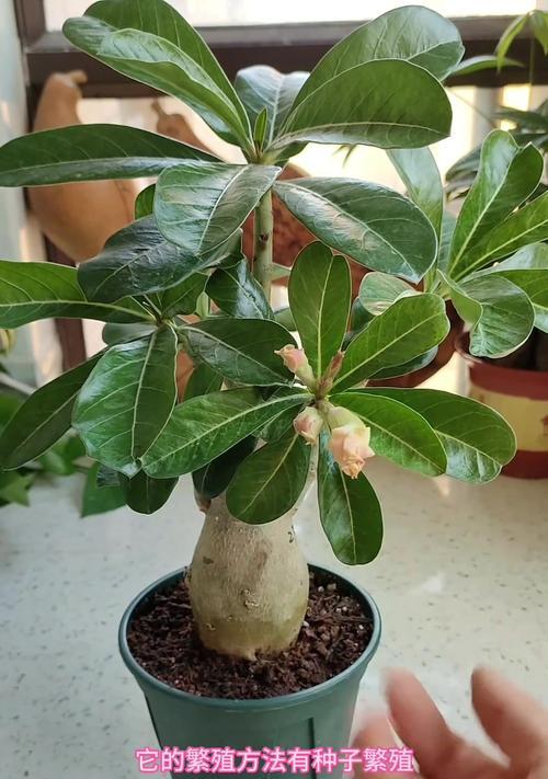 玫瑰花没有籽的情况下如何进行繁殖？