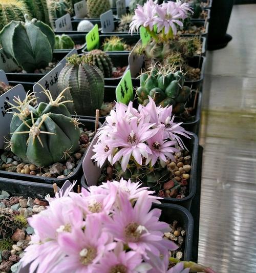 仙人球龙王花开花后如何处理？