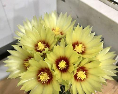 仙人球龙王花开花后如何处理？