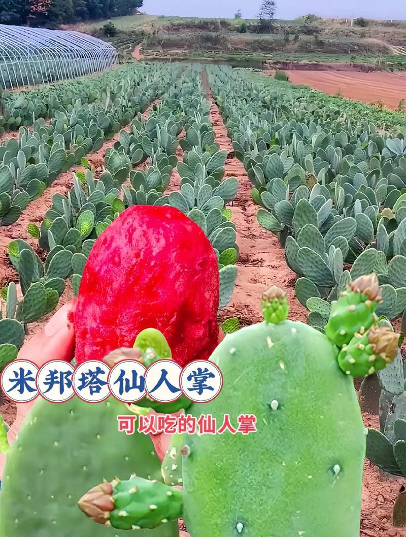 仙人掌果的养护和管理方法是什么？如何确保其健康？