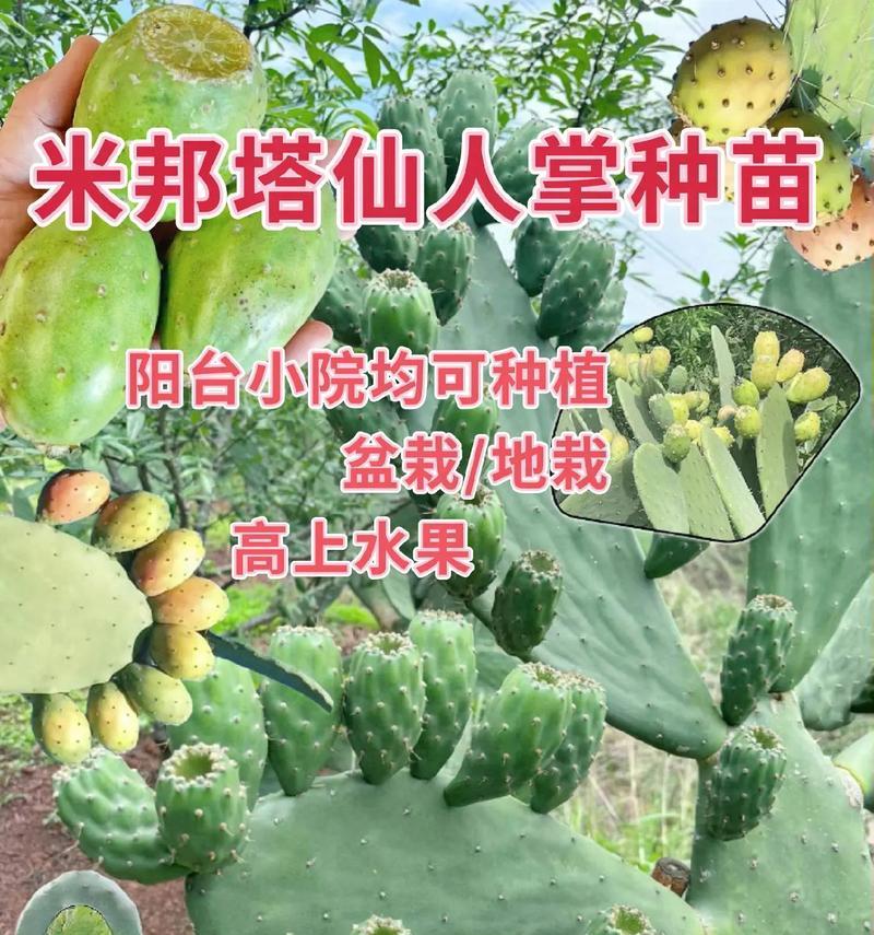 仙人掌果的养护和管理方法是什么？如何确保其健康？