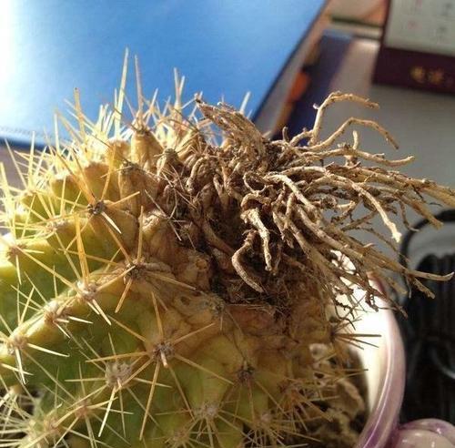 大犀牛仙人球的养殖技巧有哪些？