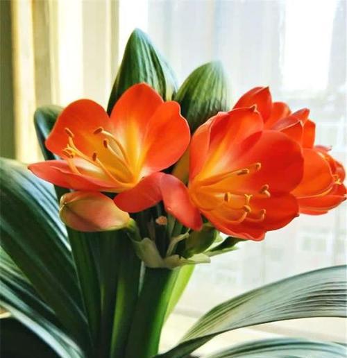 叶子像君子兰的花是什么？