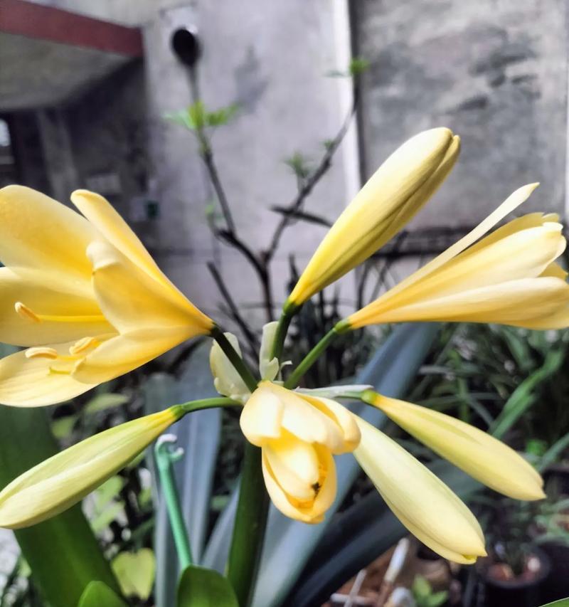 叶子像君子兰的花是什么？