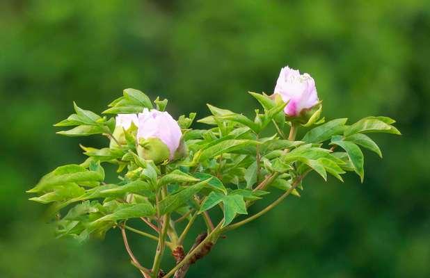 四月牡丹花无花苞预示着什么？