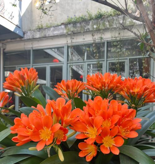 春节期间如何控制君子兰开花？君子兰开花时间能调整吗？