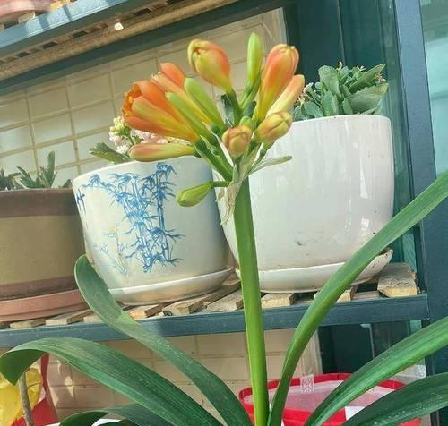 春节期间如何控制君子兰开花？君子兰开花时间能调整吗？