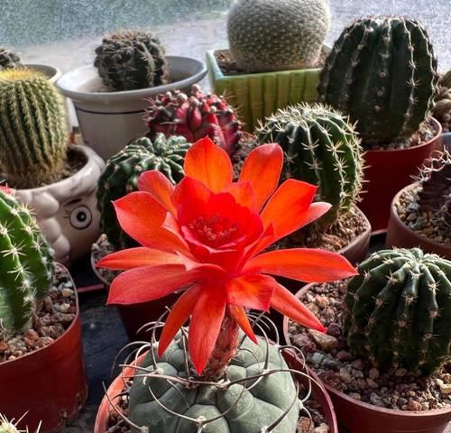 如何观察到仙人球的花苞？有哪些方法可以促进花苞的形成？
