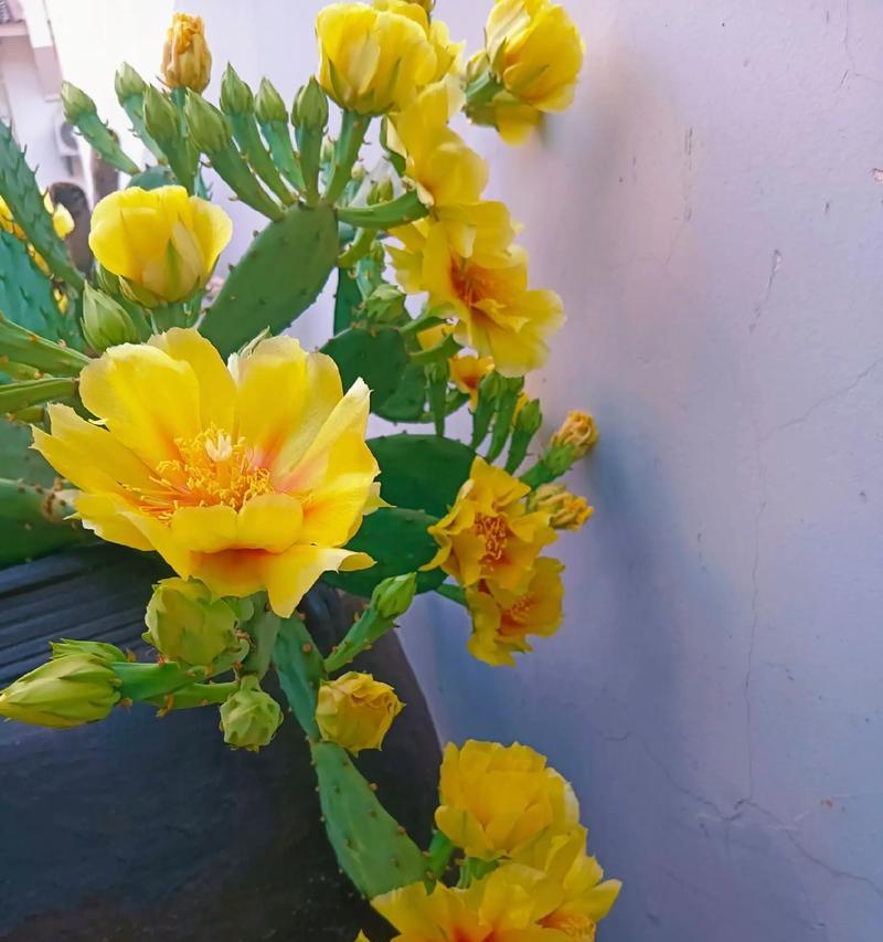 仙人掌不开花的原因是什么？如何促进开花？