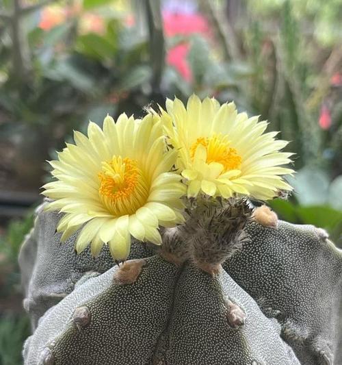 仙人掌不开花的原因是什么？如何促进开花？