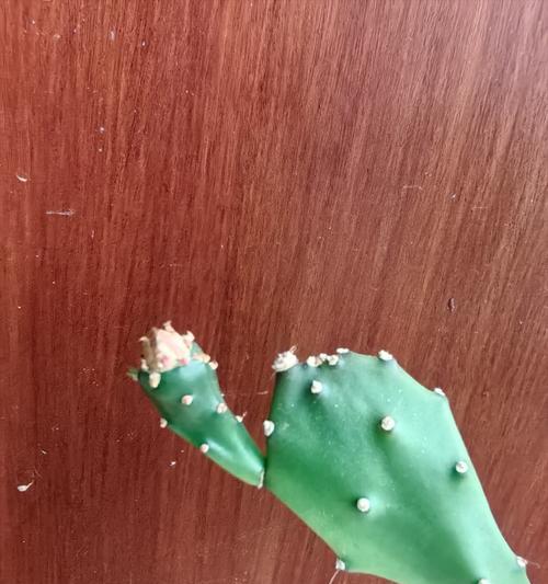 仙人掌不开花的原因是什么？如何促进开花？