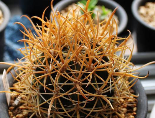 赤牙龙仙人掌种植需要注意哪些问题？