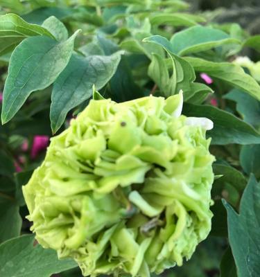花悦烟的花真的是牡丹花吗？如何正确养护牡丹花？