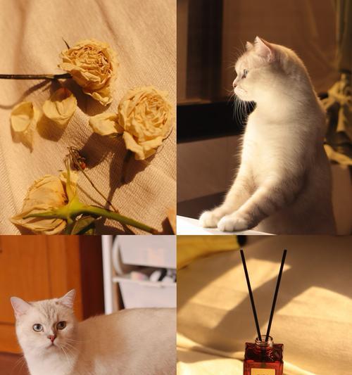 玫瑰花适合猫猫吗怎么养？如何安全地让猫猫接触玫瑰花？