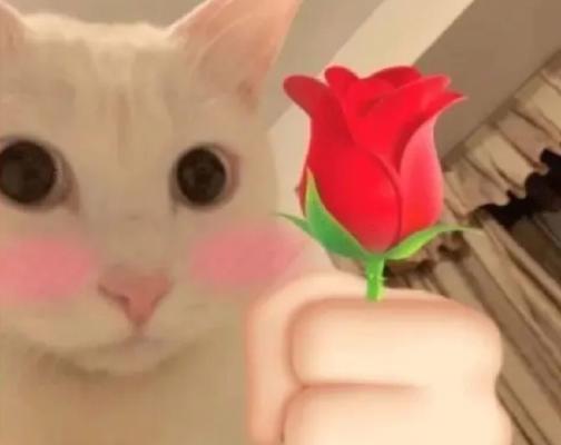 玫瑰花适合猫猫吗怎么养？如何安全地让猫猫接触玫瑰花？