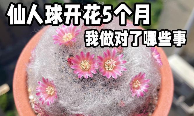 仙人球如何养护才能开出大花带花苞？