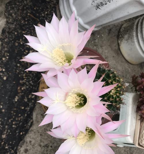 仙人球如何养护才能开出大花带花苞？