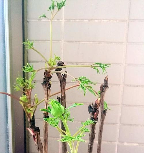 牡丹花蔫了如何恢复生机？有哪些有效的处理方法？