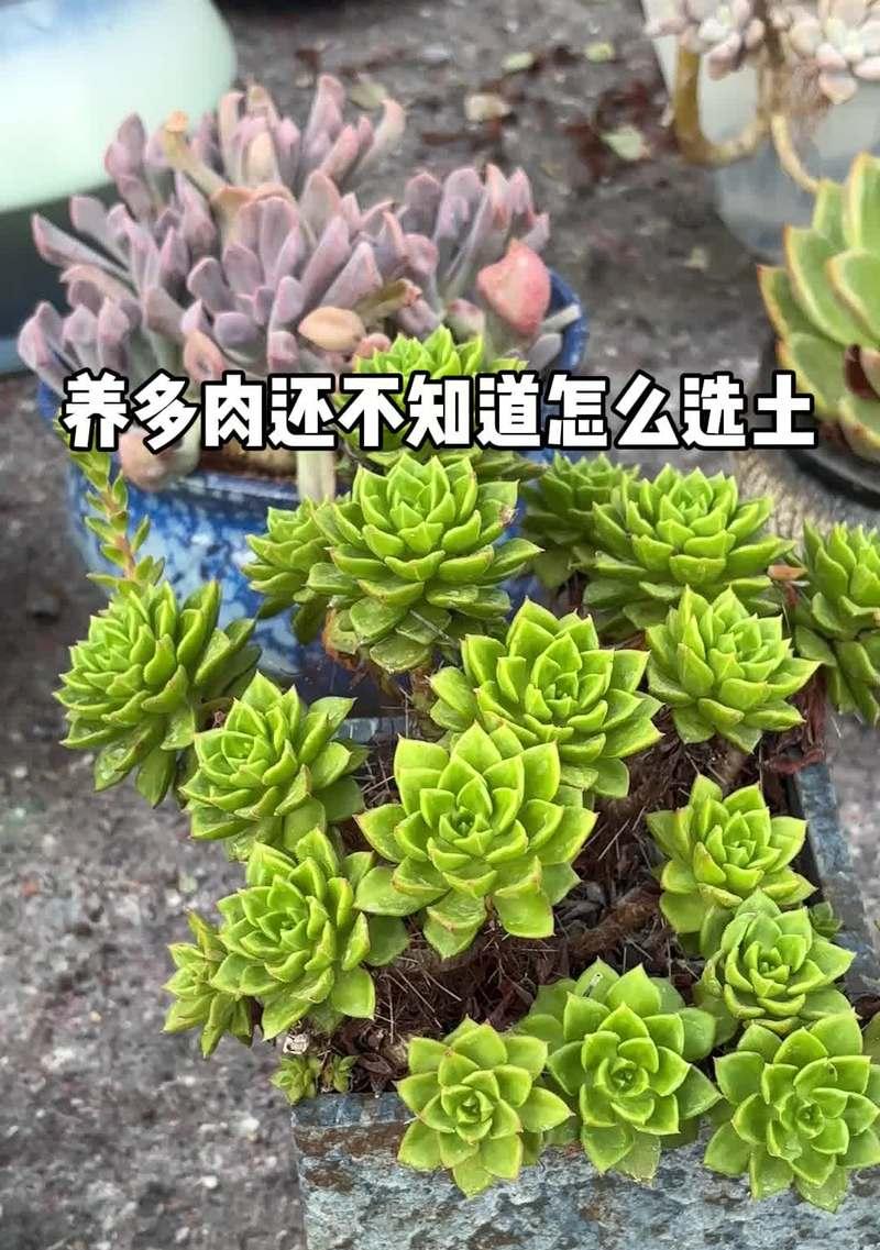 仙人球应该使用哪种肥料？肥料的选择对生长有何影响？