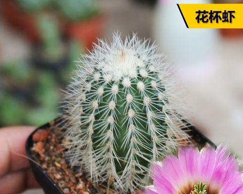 仙人球紫白虾的养殖方法是什么？