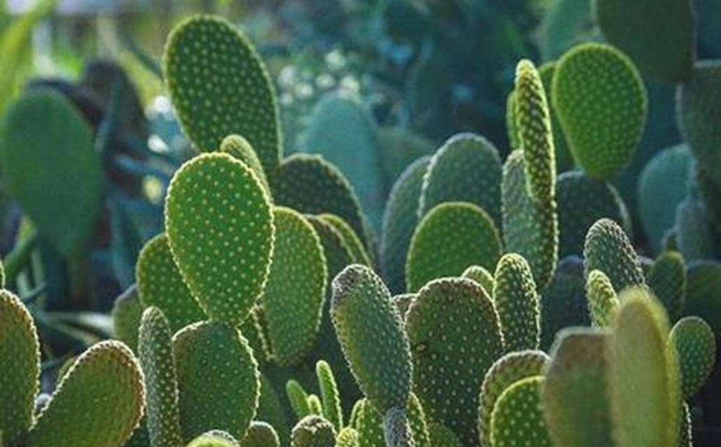 仙人掌小植株的养护方法有哪些？
