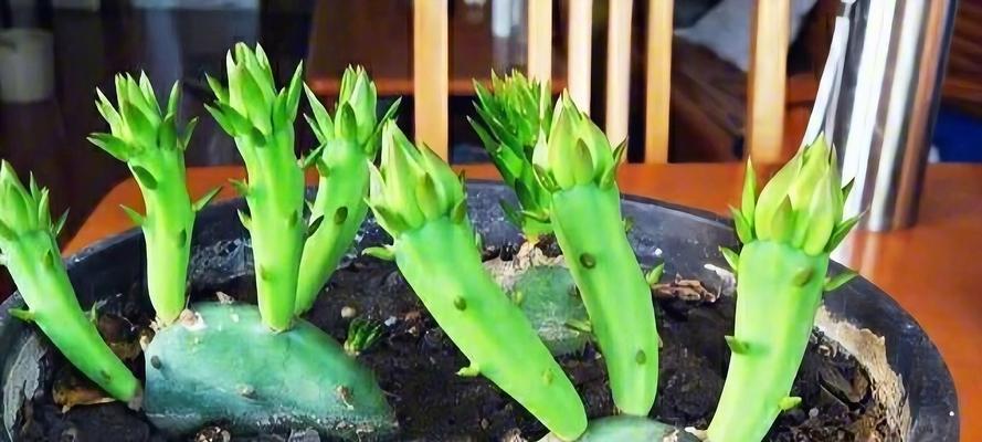 仙人掌小植株的养护方法有哪些？