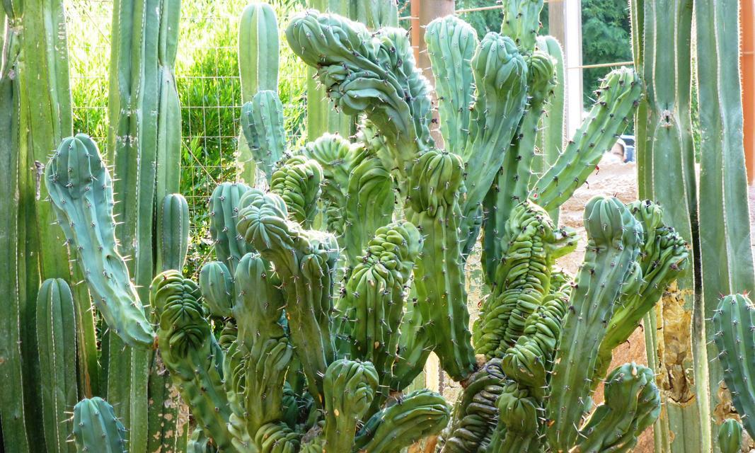 仙人掌小植株的养护方法有哪些？