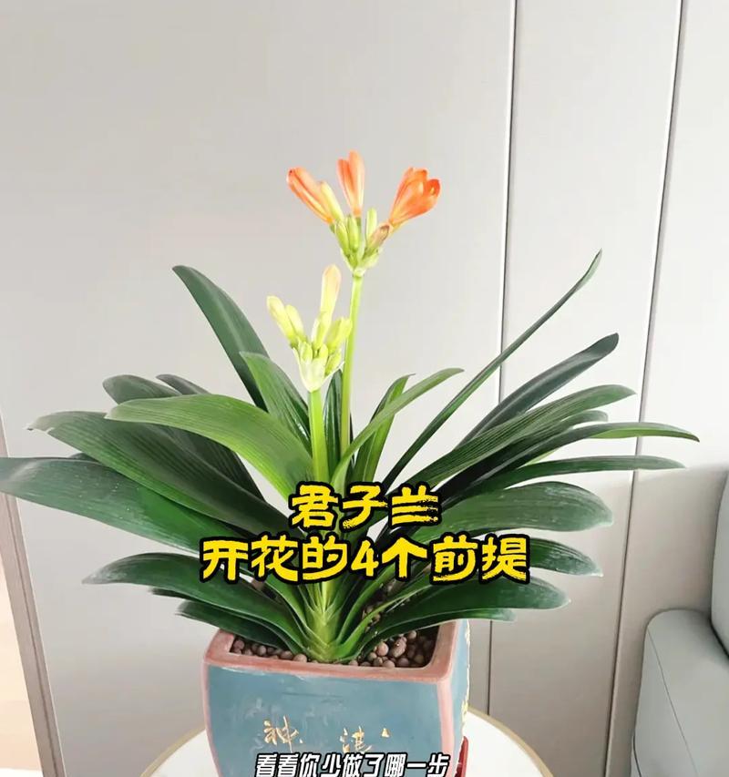 君子兰切顶后如何养殖？切顶君子兰的正确养护方法是什么？