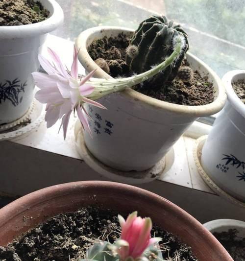 南瓜仙人球小苗的正确养护方法是什么？