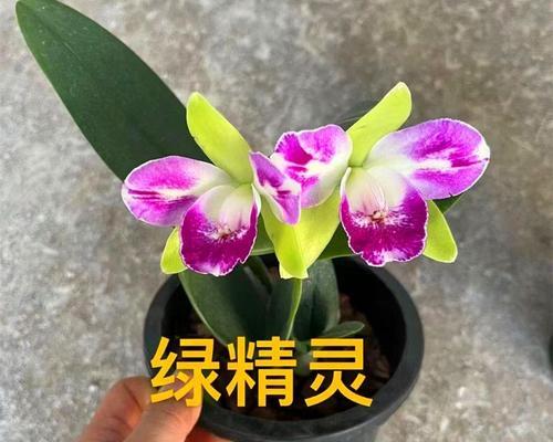 君子兰和金洋兰有哪些不同特征？