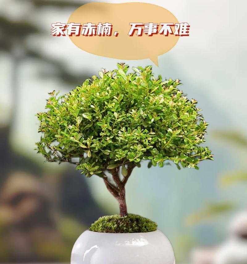 茶桌仙人掌盆栽如何养护？管理茶桌仙人掌的秘诀是什么？