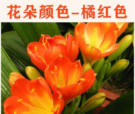 大苗君子兰带盆养护需要注意哪些问题？